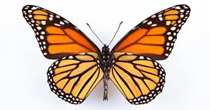 Caterpillar to Butterfly