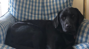 Are You Required to BYO Dog to a Dog Park?