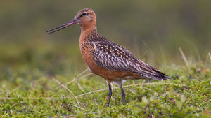 Bar-Tailed Godwit Migration