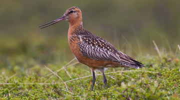 Bar-Tailed Godwit Migration